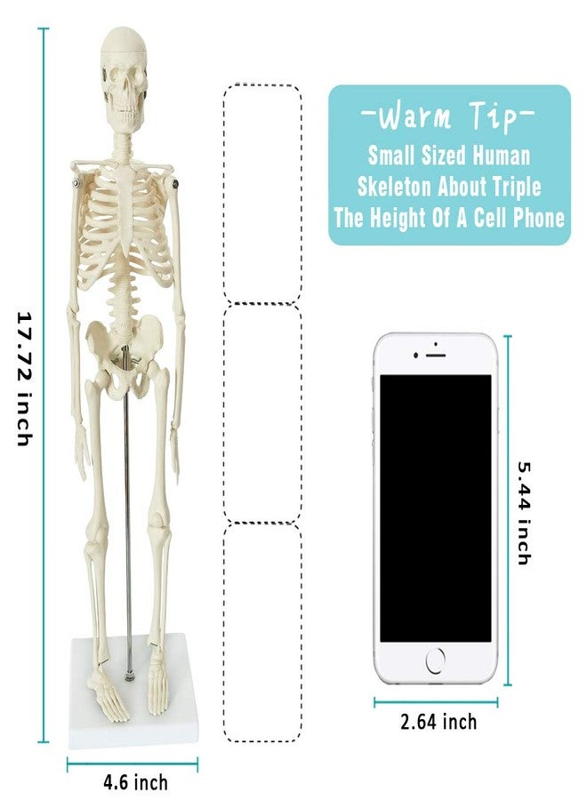 EVOTECH SCIENTIFIC Mini Human Skeleton Model for Anatomy, 17.7'' Full Body Human Skeleton Model with Movable Arms and Legs on Base for Medical Teaching Learning, Students Learning Education Tool - Image 3